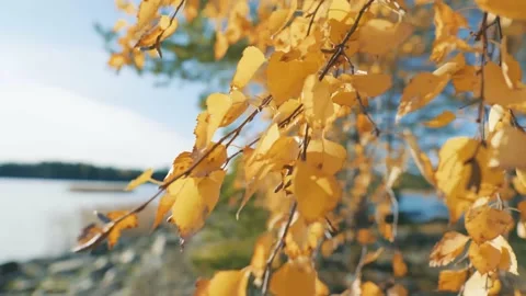 Birch leaves and birch tree with bright yellow leaves blowing calmly in the wind Stock Footage 141716166