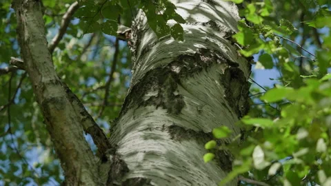 Birch, leaves and branches Stock Footage 167619486