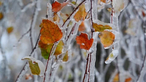 Birch leaves are covered with ice after rain in winter Stock Footage 69901118
