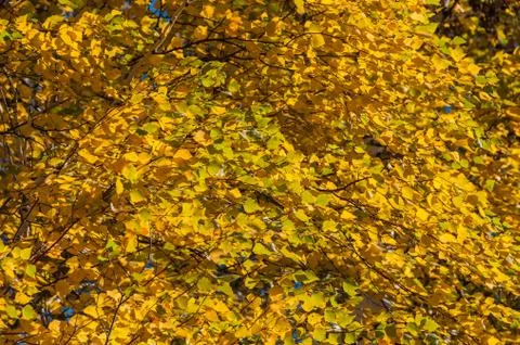Birch leaves autumn background Stock Photos