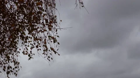 Birch leaves in autumn in backlight - dark cloudy sky Stock Footage 141802880