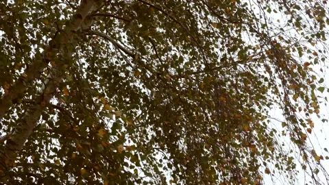 Birch leaves in autumn in backlight - white background - wind Stock Footage 141802785