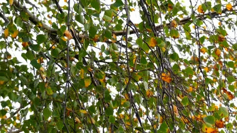 Birch leaves in autumn in backlight - white background - wind Stock Footage 141806123