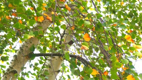 Birch leaves in autumn in backlight - white background - wind Stock Footage 141809385