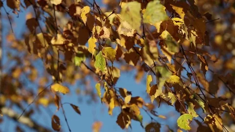 Birch leaves background Stock Footage 103950378