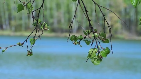 Birch leaves on a background of lake. Stock Footage 75054305
