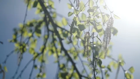 Birch leaves on the background of the spring sun Stock Footage 107726573