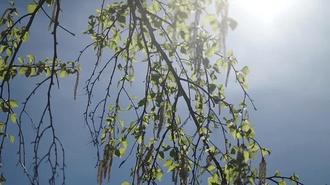 Birch leaves on the background of the spring sun Stock Footage 107726616