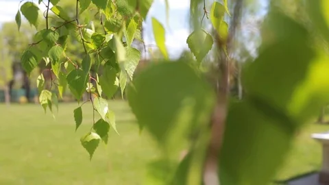 Birch leaves on blurry background, change of focus Stock Footage 99366733