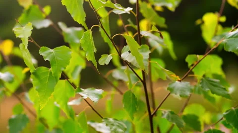 Birch leaves on branch moved by wind. Full HD RAW video Stock Footage 58669558