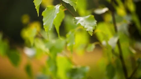 Birch leaves on branch moved by wind. Full HD RAW video Vídeo Stock 58669565