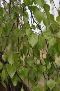 Birch leaves on the branches. Stock Photos