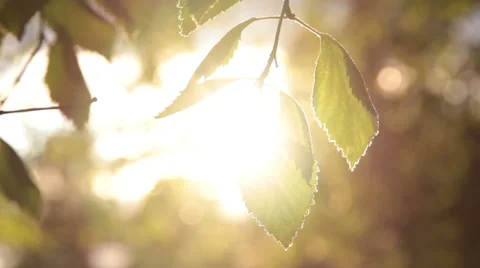 Birch leaves close up in the evening sun Stock Footage 54118352