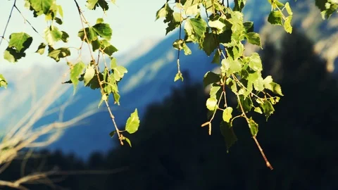 Birch leaves during the summer Stock Footage 118261033