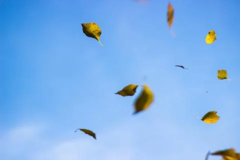 Birch Leaves Falling Stock Photos