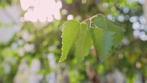 Birch leaves flutter sun rays slow motion Vídeo Stock 273007924