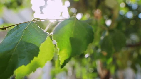 Birch leaves flutter sun rays Stock Footage 273008108