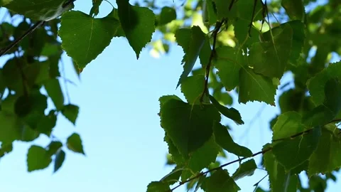 Birch leaves flutter in the wind Stock Footage 136420264