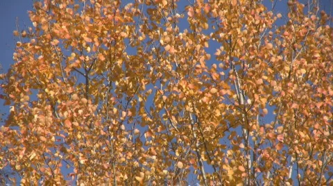 Birch leaves Stock Footage