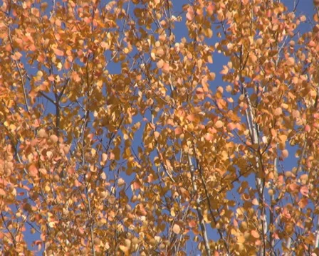 Birch leaves Stock Footage 1047385