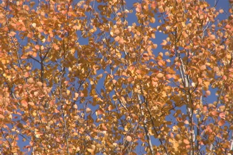 Birch leaves Stock Footage 1047898