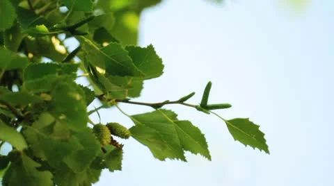 Birch leaves Видео 10793213