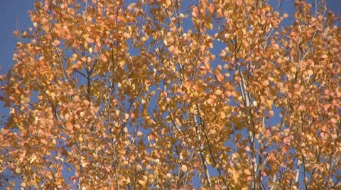 Birch leaves Video stock 10888784