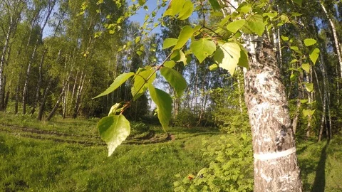 Birch leaves Stock Footage 90463908