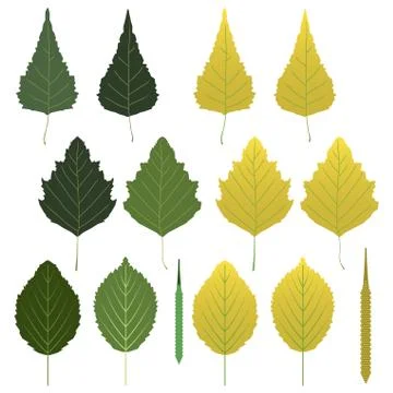 Birch leaves Stock Illustration