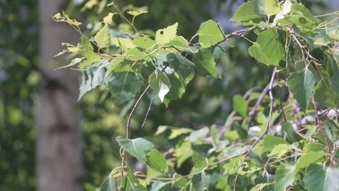Birch leaves moving on the wind Stock Footage 90710660