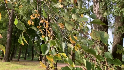 Birch leaves moving in the wind. Stock Footage 139539390