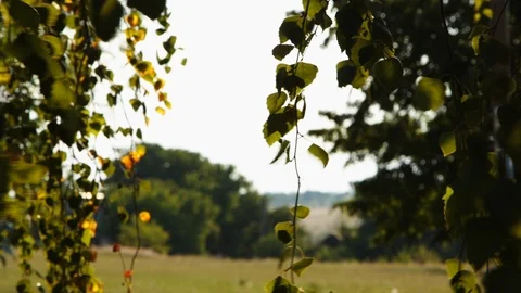 Birch Leaves Moving In the Wind HD Stock-Footage 92936812
