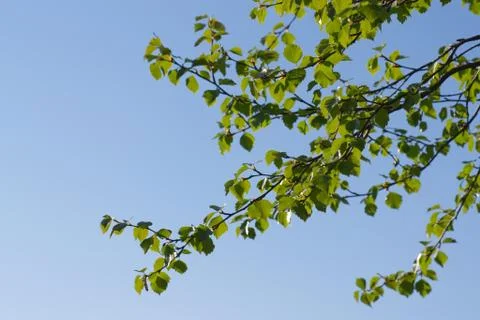 Birch leaves Stock Photos