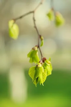 Birch leaves Stockfoto's