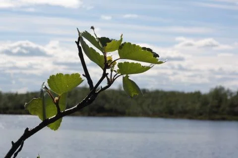 Birch leaves Stock Photos