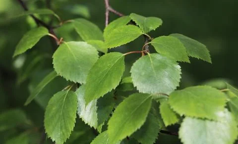 Birch leaves Foto stock