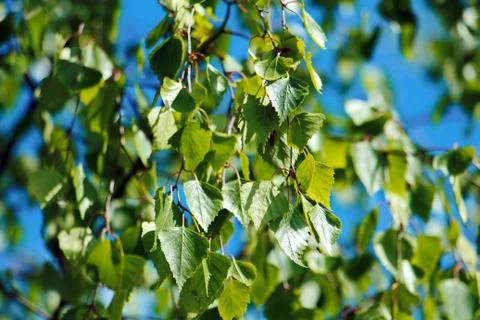 Birch leaves Stock Photos
