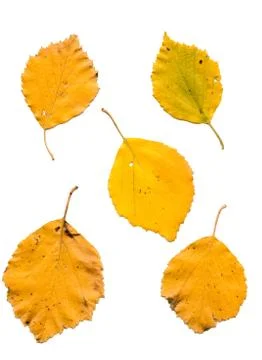 Birch leaves Stock Photos