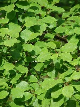 Birch leaves Stock Photos