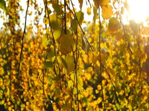 Birch leaves Stock Photos