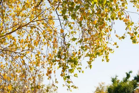 Birch leaves Stock Photos