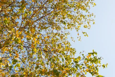 Birch leaves Stock Photos