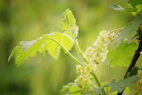 Birch leaves Foto stock
