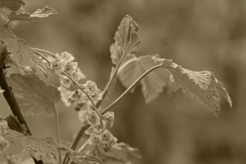 Birch leaves Foto stock