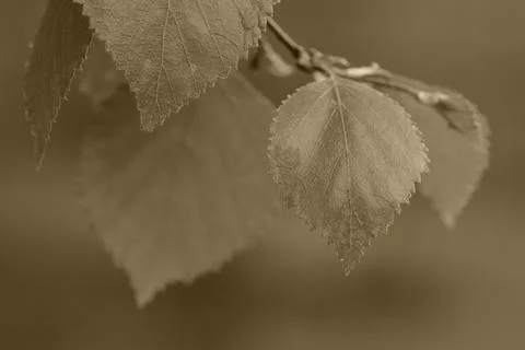 Birch leaves Foto stock