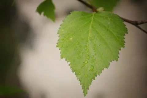 Birch leaves Stock Photos