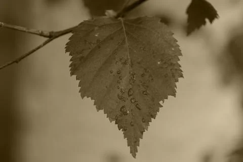 Birch leaves Foto stock