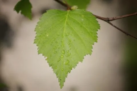 Birch leaves Stock Photos