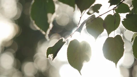 Birch leaves in poplar fluff Stock Footage 89449288