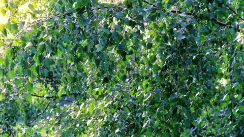 Birch leaves in the rain. Stock Footage 143863493